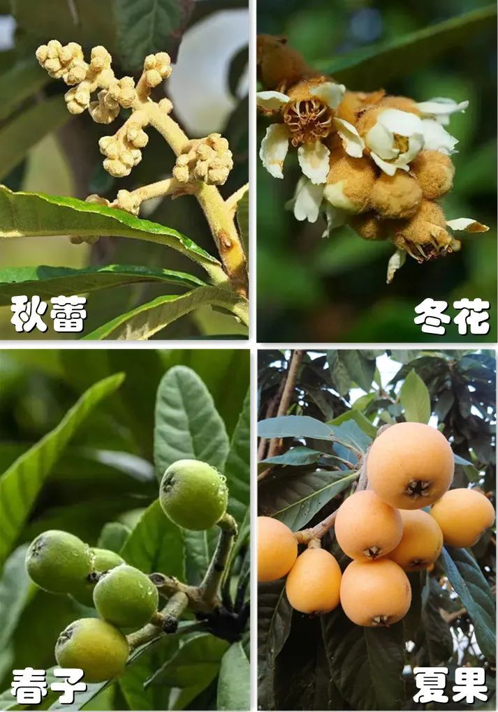 莆田枇杷，中国之最1062.png