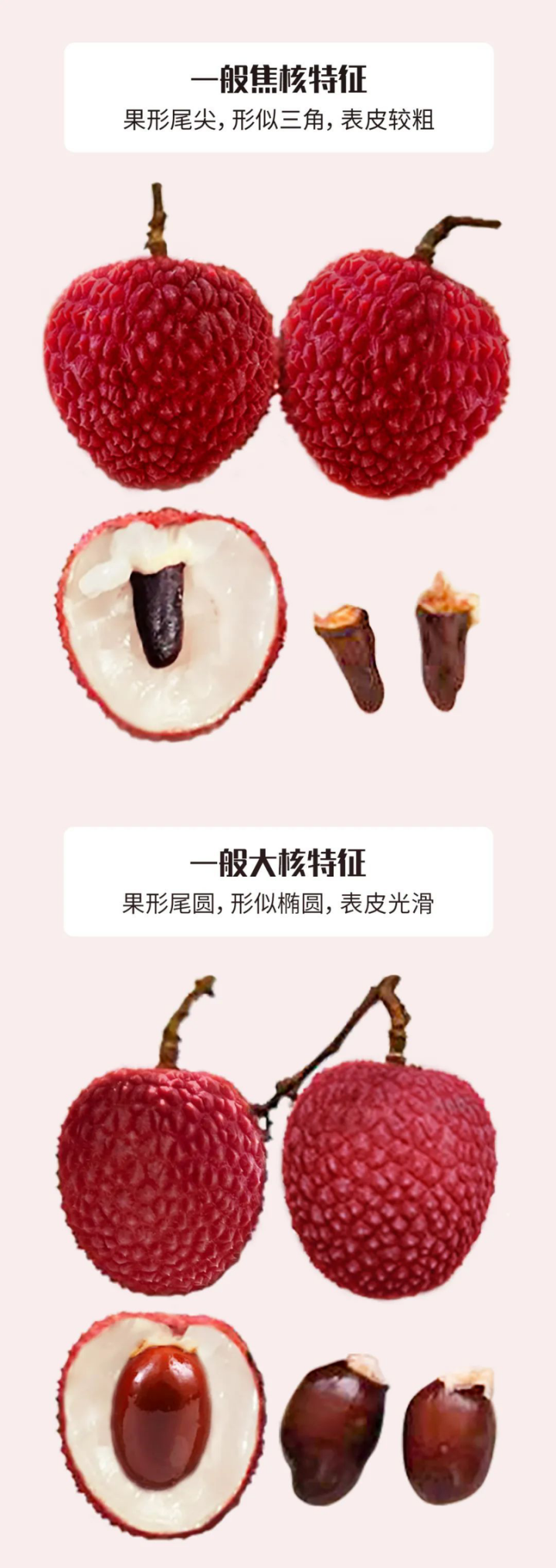 莆田荔枝，千年荔树，千年荔城1497.png