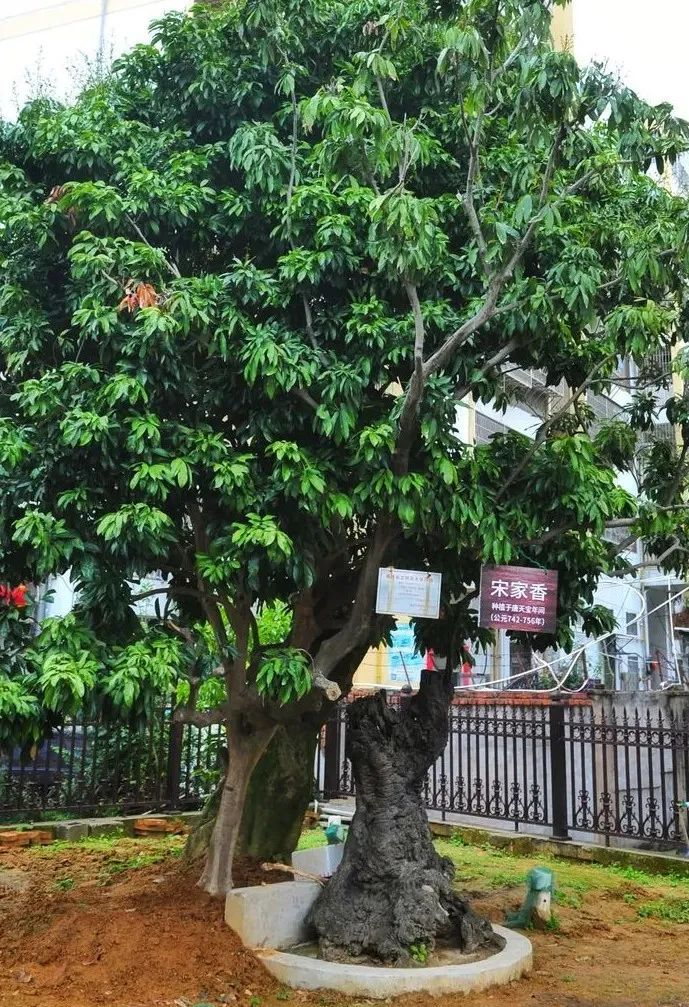 莆田荔枝，千年荔树，千年荔城1679.png