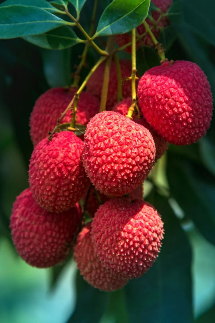 莆田荔枝，千年荔树，千年荔城2618.png