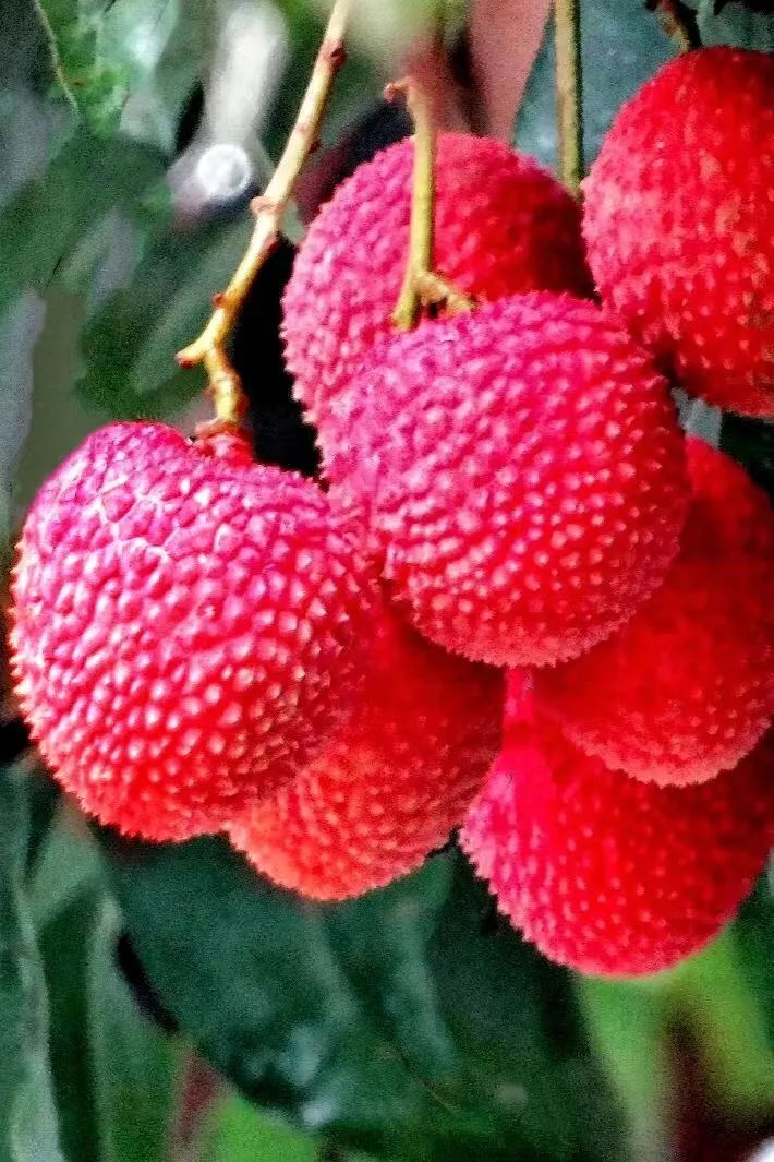 莆田荔枝，千年荔树，千年荔城2700.png